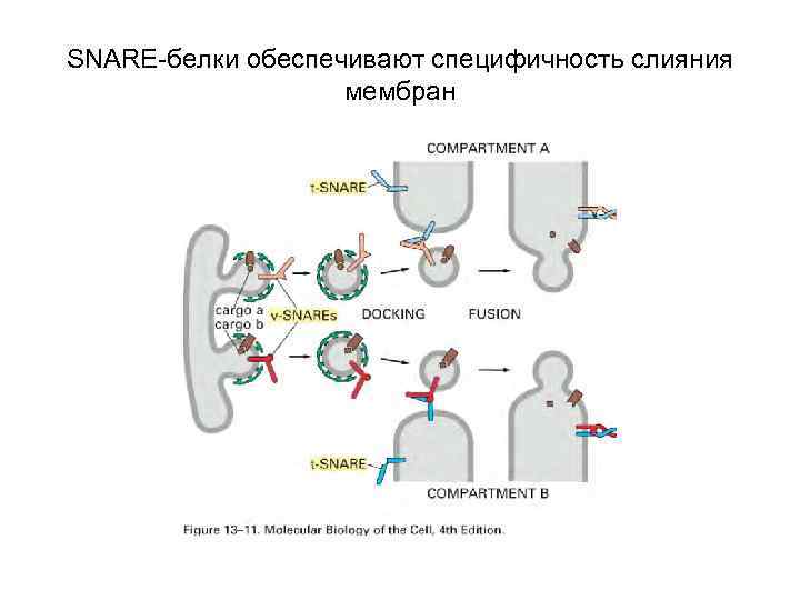 SNARE-белки обеспечивают специфичность слияния мембран 