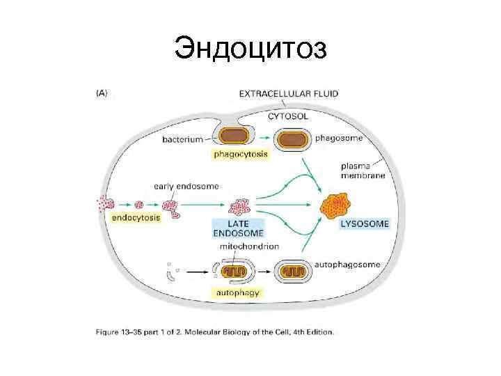 Эндоцитоз 