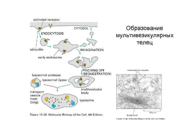 Образование мультивезикулярных телец 
