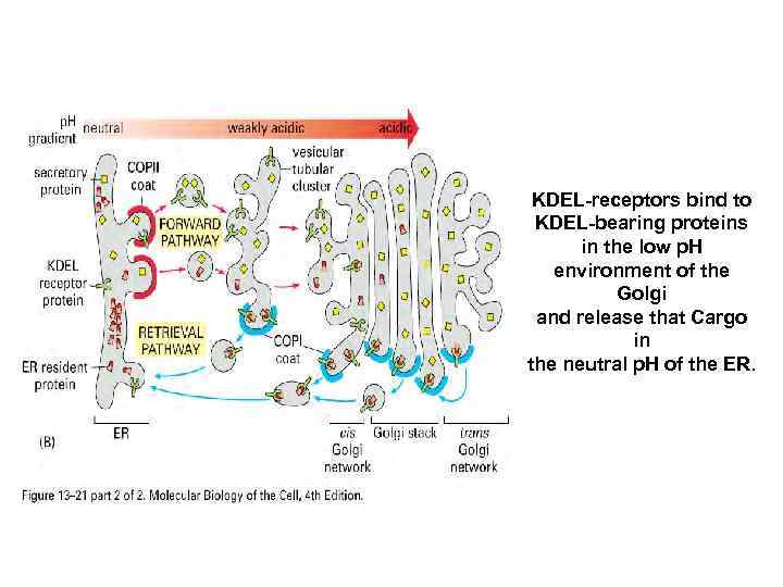 KDEL-receptors bind to KDEL-bearing proteins in the low p. H environment of the Golgi