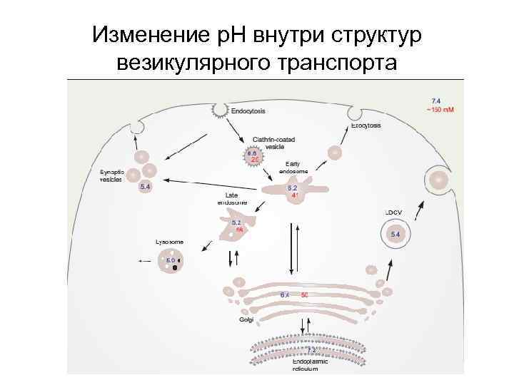 Изменение p. H внутри структур везикулярного транспорта 