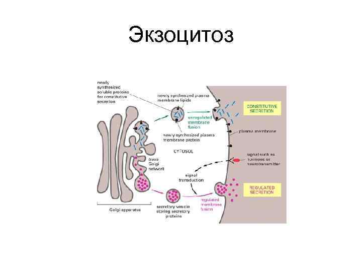 Экзоцитоз 