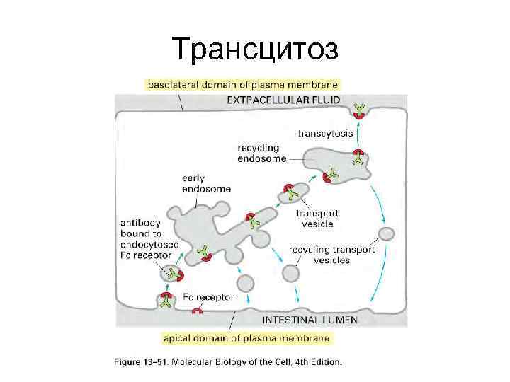 Трансцитоз 