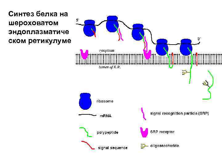 Транспорт белка. Внутриклеточный Синтез белка. Внутриклеточный транспорт. Сортировка синтезированных белков. Синтез белка SRP.