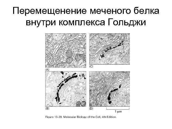 Перемещенение меченого белка внутри комплекса Гольджи 