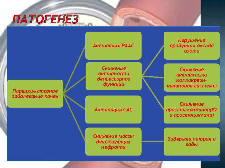 ПАТОГЕНЕЗ Активация РААС Нарушение продукции оксида азота Снижение активности депрессорной функции Снижение активности калликреинкининовой