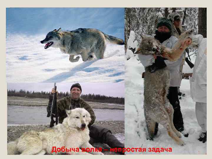 Добыча волка – непростая задача 