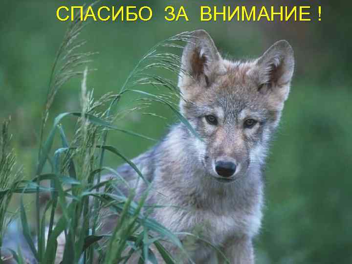 СПАСИБО ЗА ВНИМАНИЕ ! 