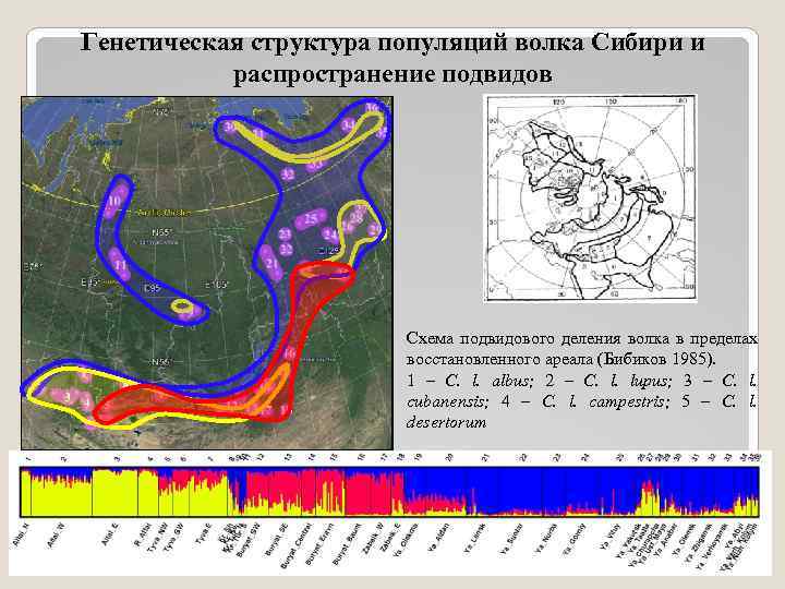 Конструирование новых генетических структур по заранее намеченному плану