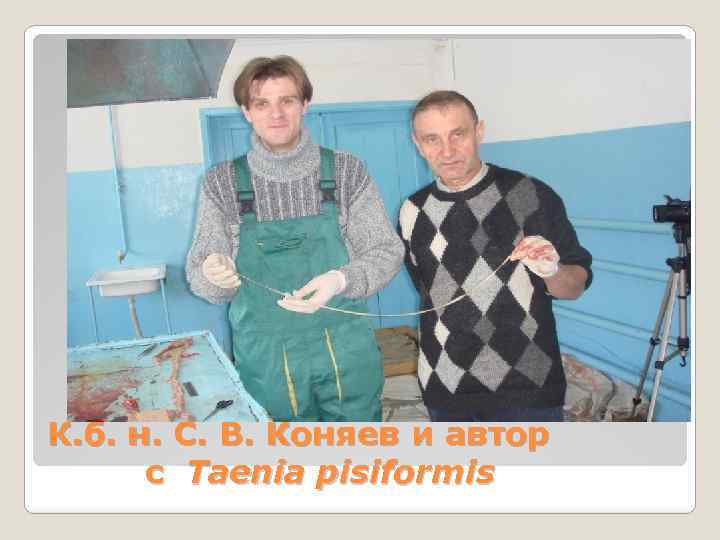 К. б. н. С. В. Коняев и автор с Taenia pisiformis 
