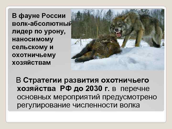 В фауне России волк-абсолютный лидер по урону, наносимому сельскому и охотничьему хозяйствам В Стратегии