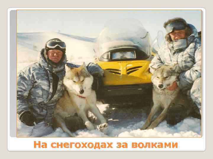 На снегоходах за волками 
