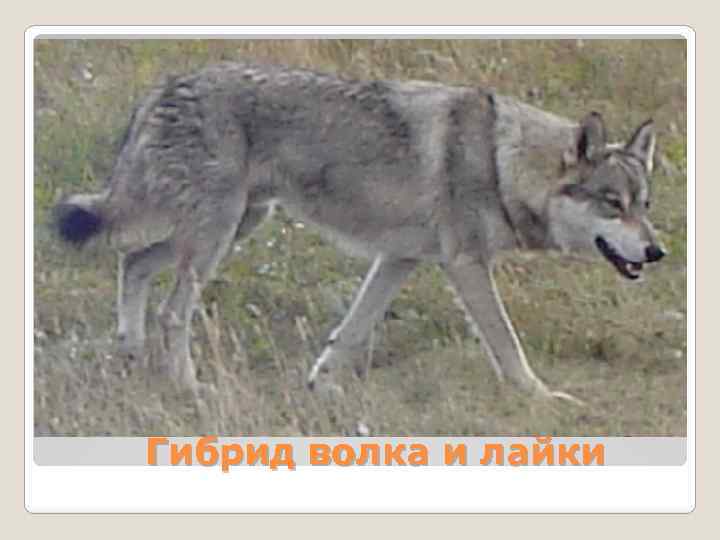 Гибрид волка и лайки 