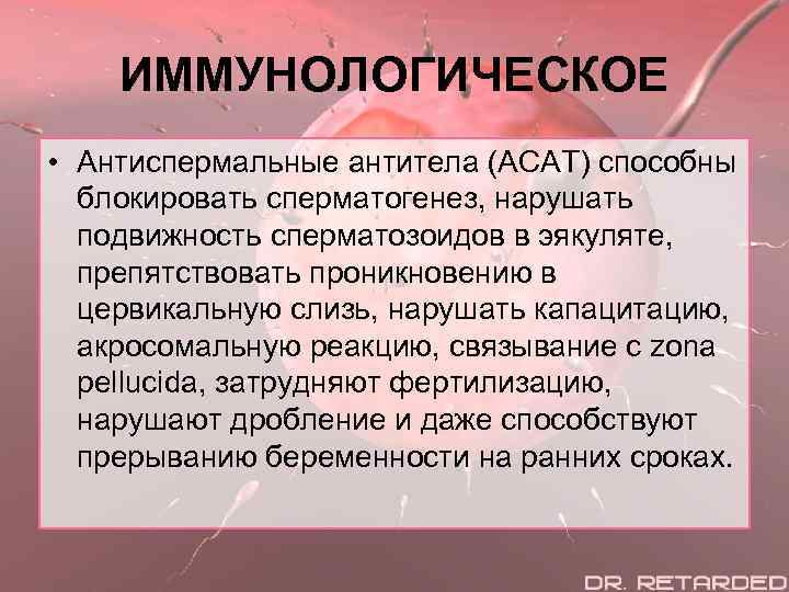 ИММУНОЛОГИЧЕСКОЕ • Антиспермальные антитела (АСАТ) способны блокировать сперматогенез, нарушать подвижность сперматозоидов в эякуляте, препятствовать