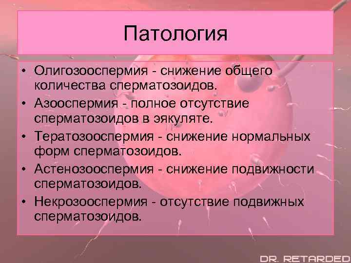 Патология • Олигозооспермия - снижение общего количества сперматозоидов. • Азооспермия - полное отсутствие сперматозоидов