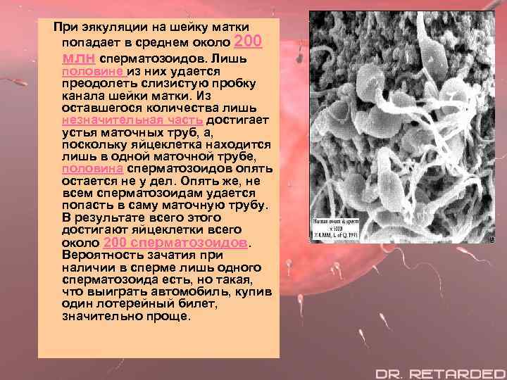 При эякуляции на шейку матки попадает в среднем около 200 млн сперматозоидов. Лишь половине