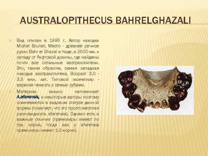 AUSTRALOPITHECUS BAHRELGHAZALI Ø Ø Вид описан в 1995 г. Автор находки Michel Brunet. Место