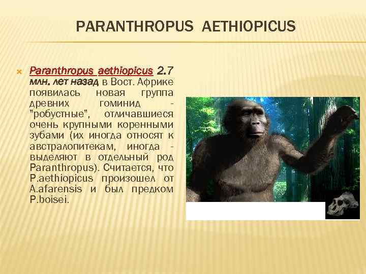 PARANTHROPUS AETHIOPICUS Paranthropus aethiopicus 2. 7 млн. лет назад в Вост. Африке появилась новая