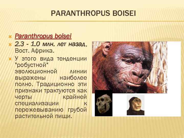 PARANTHROPUS BOISEI Paranthropus boisei 2. 3 - 1. 0 млн. лет назад, Вост. Африка.