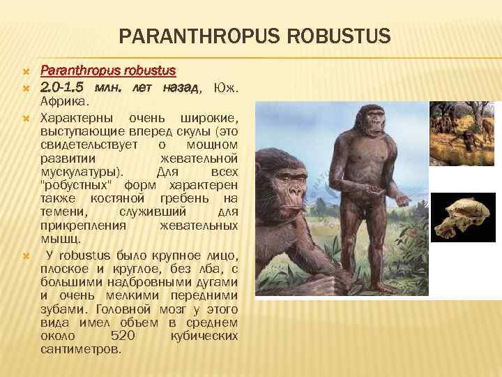 PARANTHROPUS ROBUSTUS Paranthropus robustus 2. 0 -1. 5 млн. лет назад, Юж. Африка. Характерны