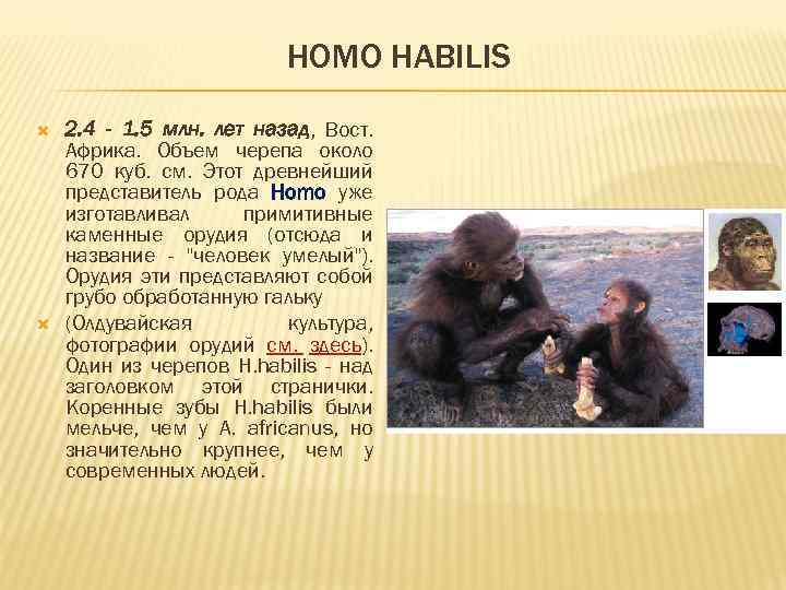 HOMO HABILIS 2. 4 - 1. 5 млн. лет назад, Вост. Африка. Объем черепа