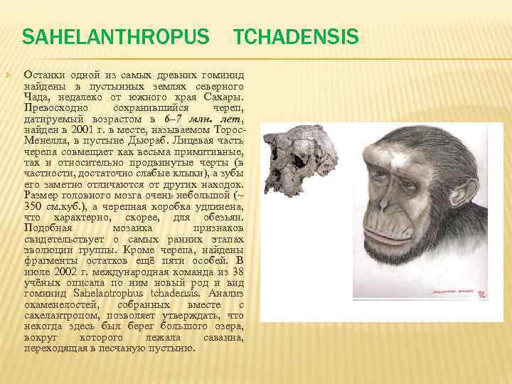 Где были найдены. Сахелантроп предок человека. Гоминиды общий предок. Самый древний предок человека.