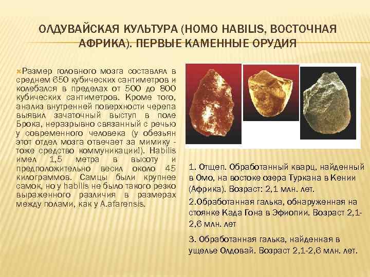 ОЛДУВАЙСКАЯ КУЛЬТУРА (HOMO HABILIS, ВОСТОЧНАЯ АФРИКА). ПЕРВЫЕ КАМЕННЫЕ ОРУДИЯ Размер головного мозга составлял в