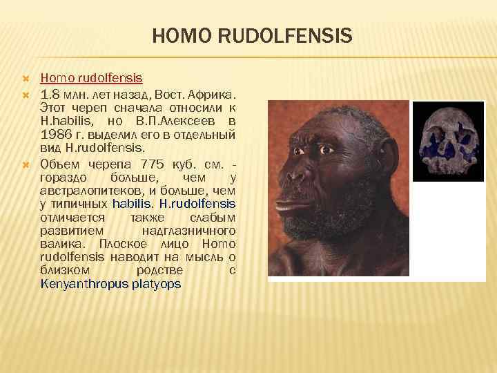 HOMO RUDOLFENSIS Homo rudolfensis 1. 8 млн. лет назад, Вост. Африка. Этот череп сначала