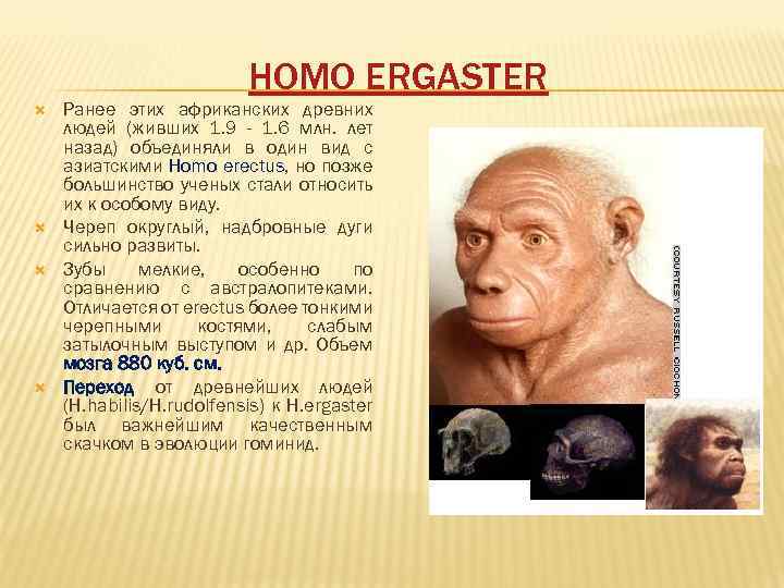 HOMO ERGASTER Ранее этих африканских древних людей (живших 1. 9 - 1. 6 млн.