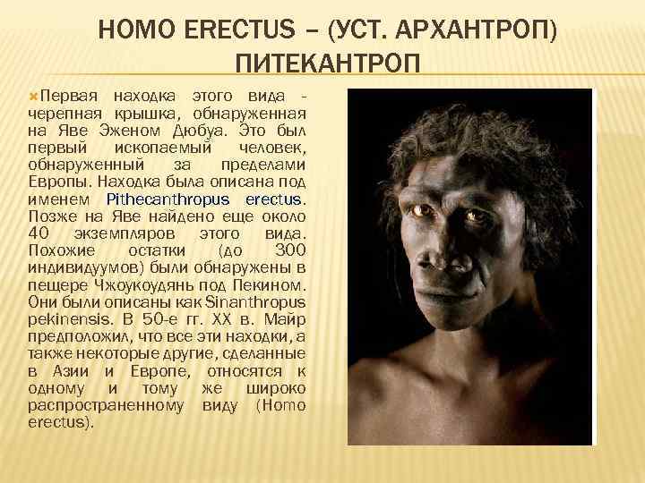 Lunin homo. Питекантроп хомо Эректус. Исторический Возраст архантропов.