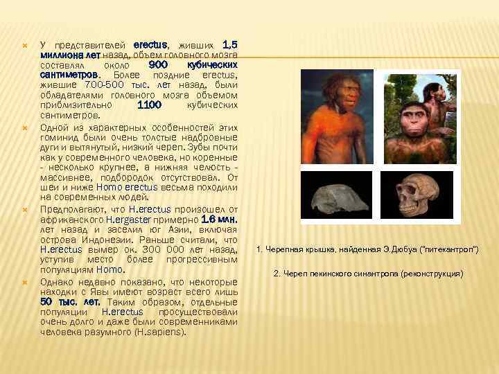  У представителей erectus, живших 1, 5 миллиона лет назад, объем головного мозга составлял