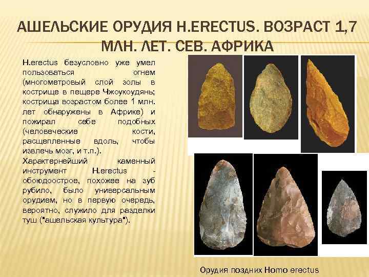 АШЕЛЬСКИЕ ОРУДИЯ H. ERECTUS. ВОЗРАСТ 1, 7 МЛН. ЛЕТ. СЕВ. АФРИКА H. erectus безусловно