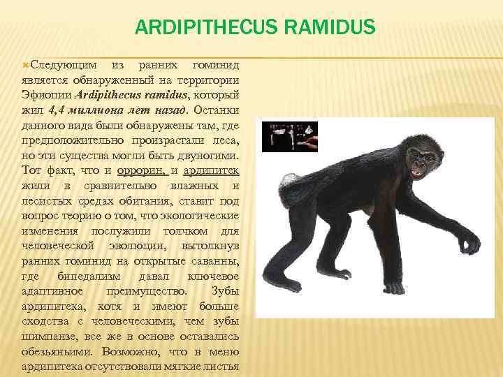 ARDIPITHECUS RAMIDUS Следующим из ранних гоминид является обнаруженный на территории Эфиопии Ardipithecus ramidus, который