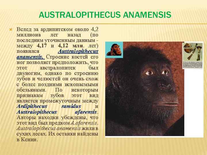 AUSTRALOPITHECUS ANAMENSIS Вслед за ардипитеком около 4, 2 миллиона лет назад (по последним уточненным