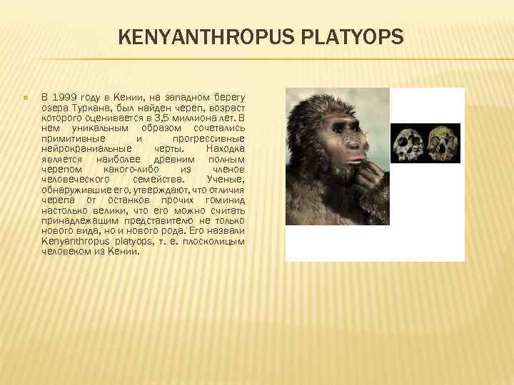 KENYANTHROPUS PLATYOPS В 1999 году в Кении, на западном берегу озера Туркана, был найден