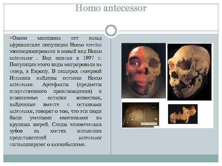 Homo antecessor Около миллиона лет назад африканские популяции Homo erectus эволюционировали в новый вид