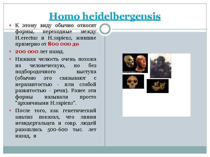 Homo heidelbergensis К этому виду обычно относят формы, переходные между H. erectus и H.