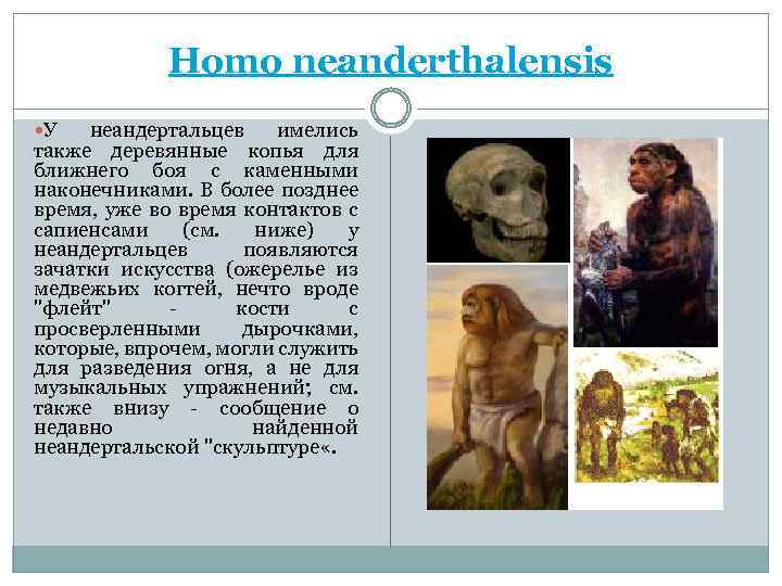 Homo neanderthalensis У неандертальцев имелись также деревянные копья для ближнего боя с каменными наконечниками.