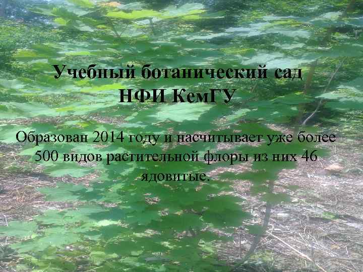 Учебный ботанический сад НФИ Кем. ГУ Образован 2014 году и насчитывает уже более 500