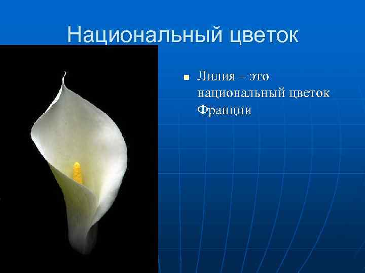 Национальный цветок n Лилия – это национальный цветок Франции 