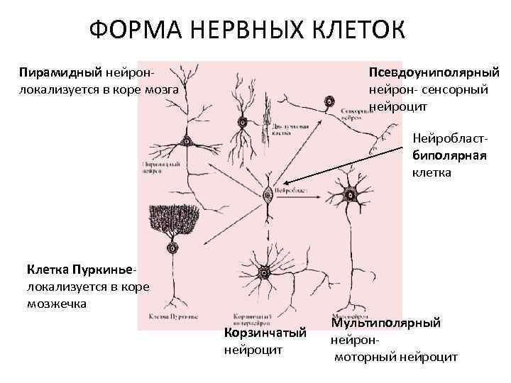 Какие клетки входят в состав коры