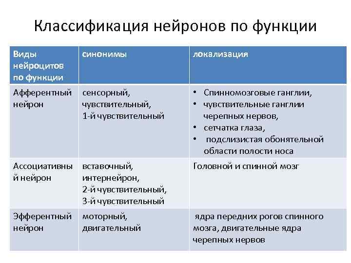 Классификация нейронов по функции Виды нейроцитов по функции синонимы локализация Афферентный нейрон сенсорный, чувствительный,
