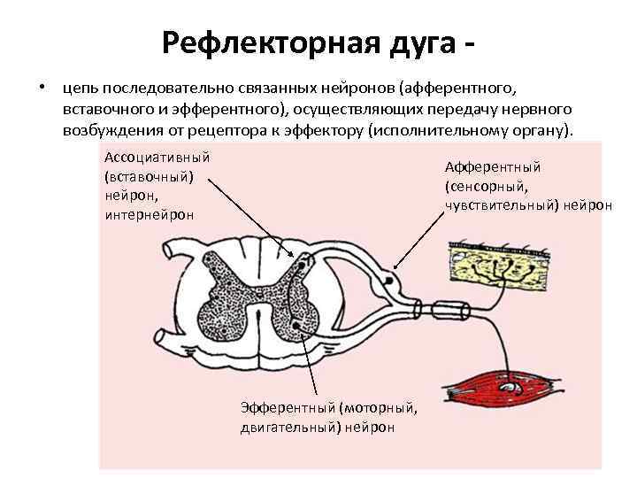 Буквой а на рисунке обозначен вставочный нейрон