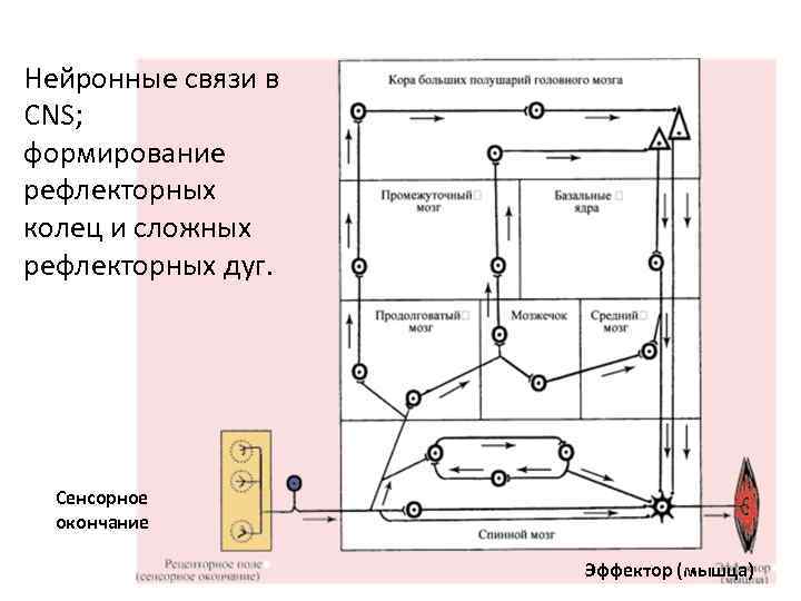 Нейронные связи в CNS; формирование рефлекторных колец и сложных рефлекторных дуг. Сенсорное окончание Эффектор