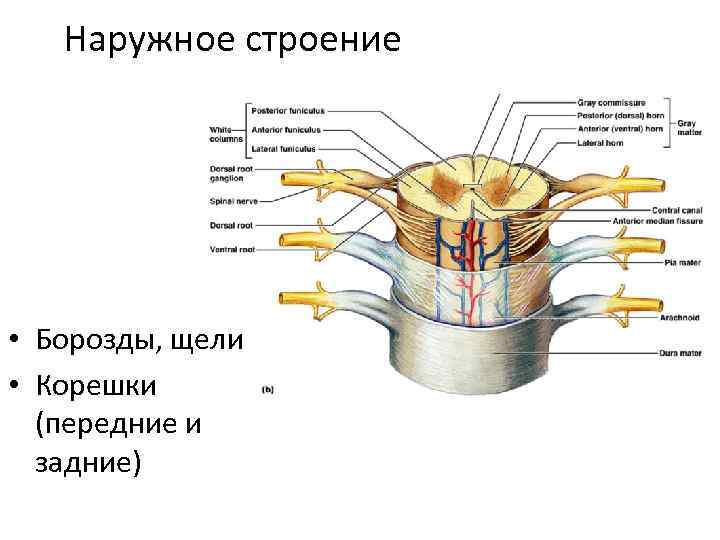 Наружное строение • Борозды, щели • Корешки (передние и задние) 