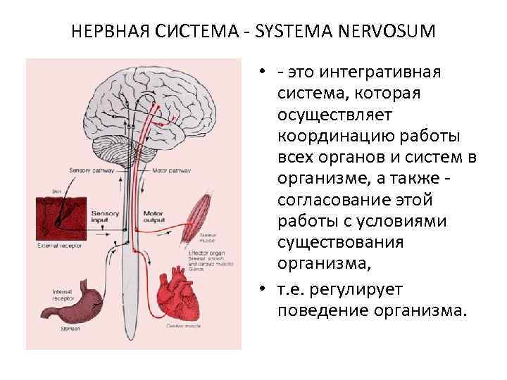НЕРВНАЯ СИСТЕМА - SYSTEMA NERVOSUM • - это интегративная система, которая осуществляет координацию работы