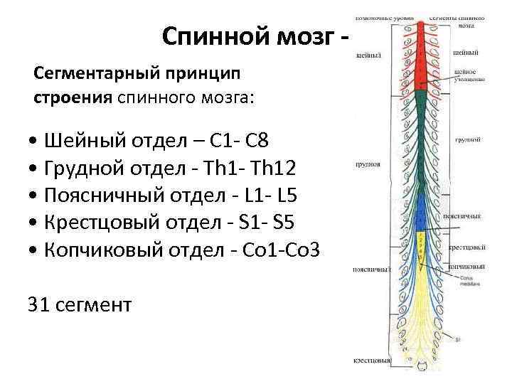 Выберите три верно обозначенные подписи к рисунку строение сегмента спинного мозга