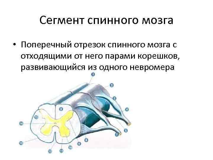 Сегмент спинного мозга • Поперечный отрезок спинного мозга с отходящими от него парами корешков,