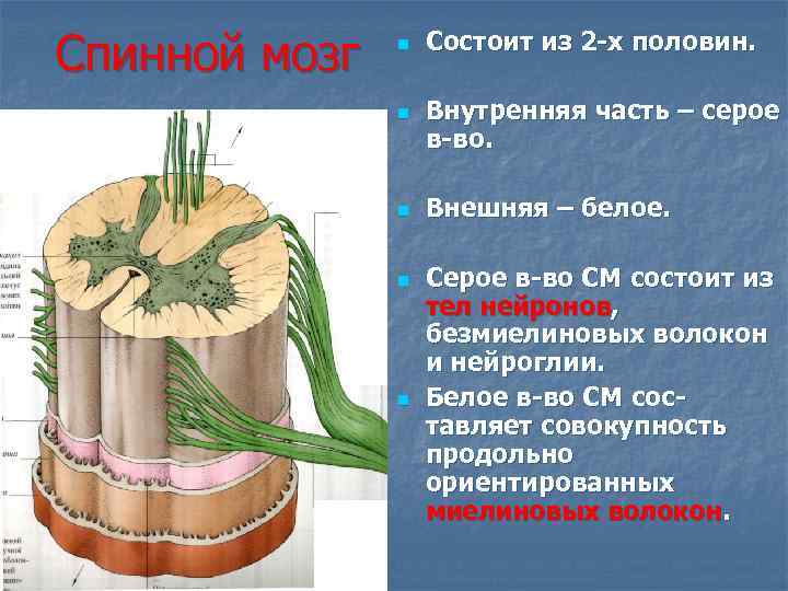 Из чего состоит спинной мозг