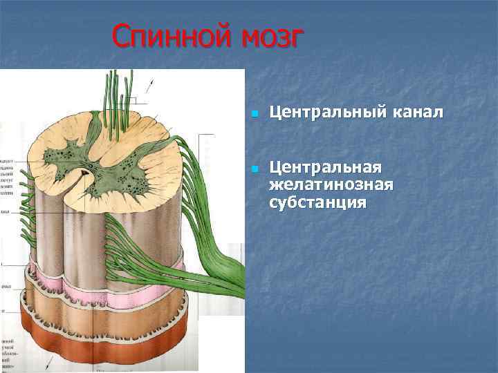 Спинной мозг Центральный канал Центральная желатинозная субстанция 